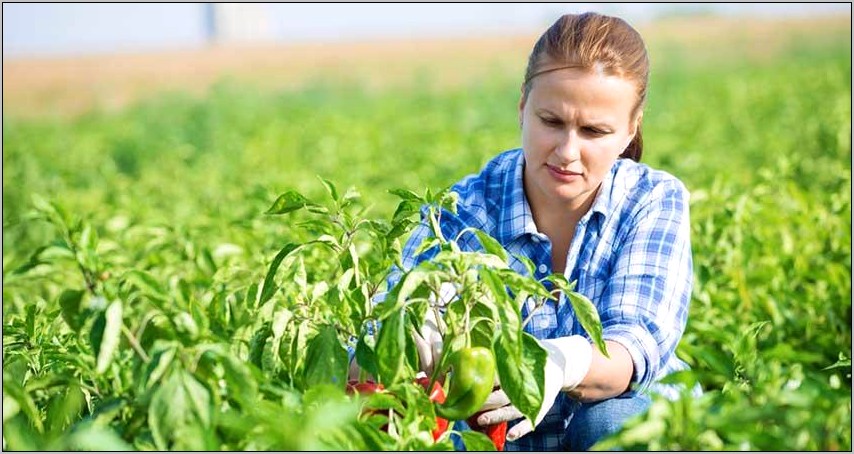 Career Objective For Resume For Freshers Agriculture Engineers