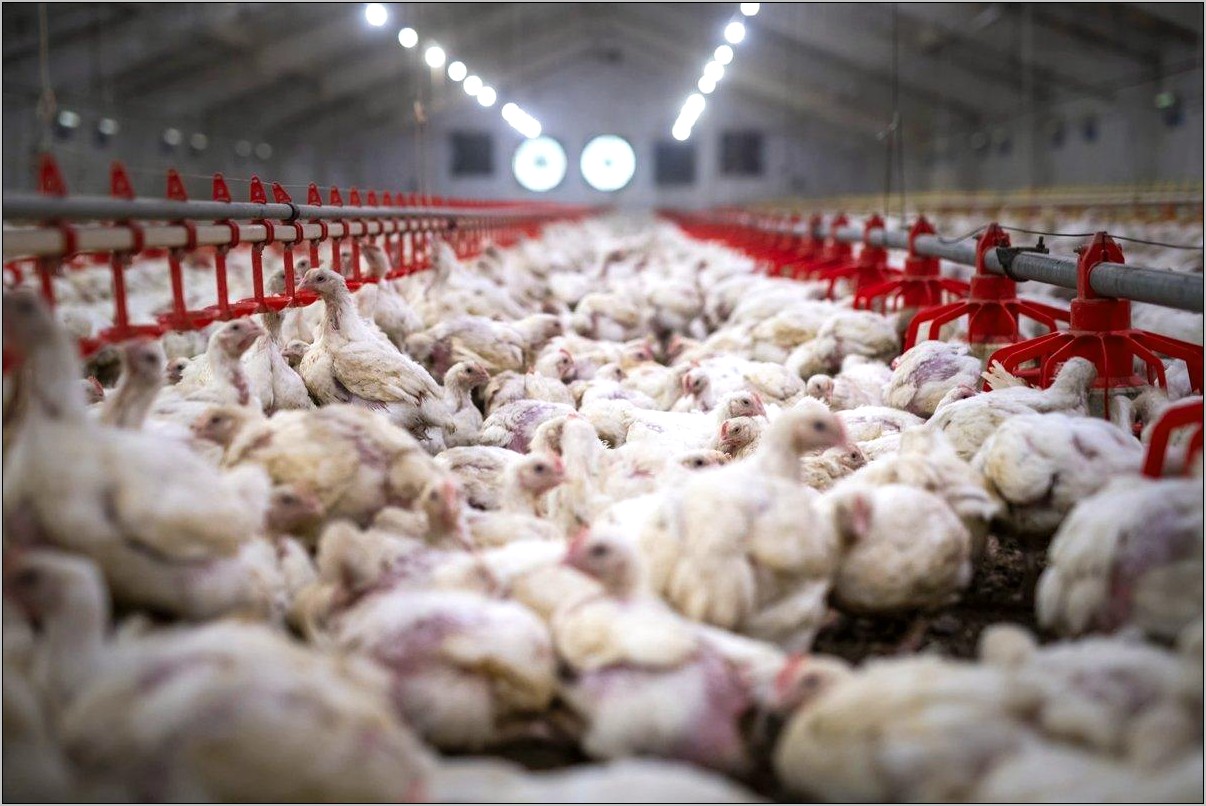 Chicken Factory Processing Description For Resume