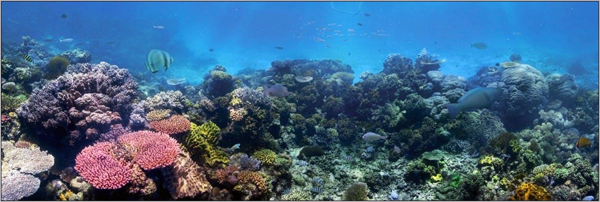 High School Drama Resume Coral Reef Example