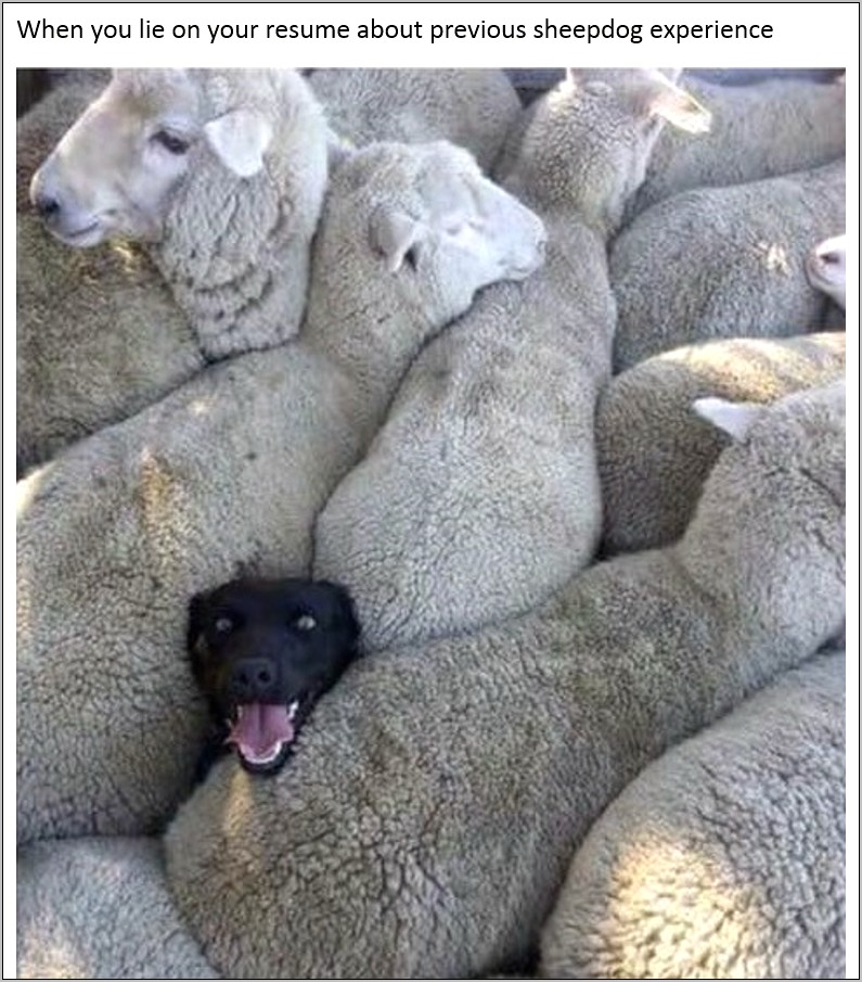 Lied On Your Resume About Sheepdog Experience