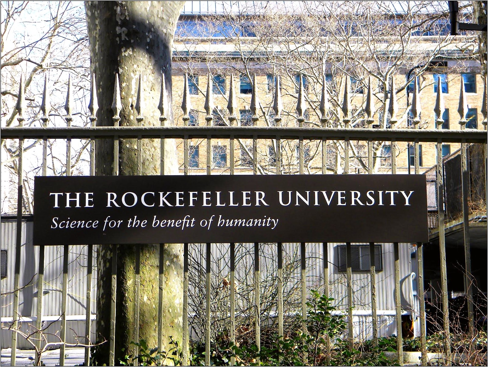 Resume Sample For Rockefeller University Job