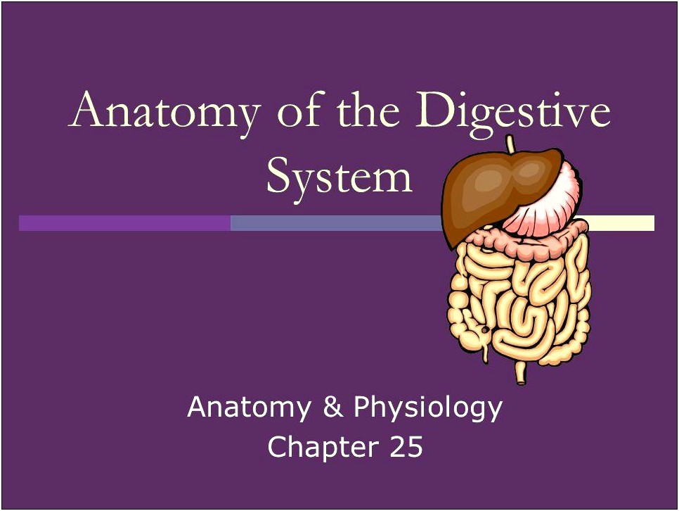 Digestive System Powerpoint Template Free Download