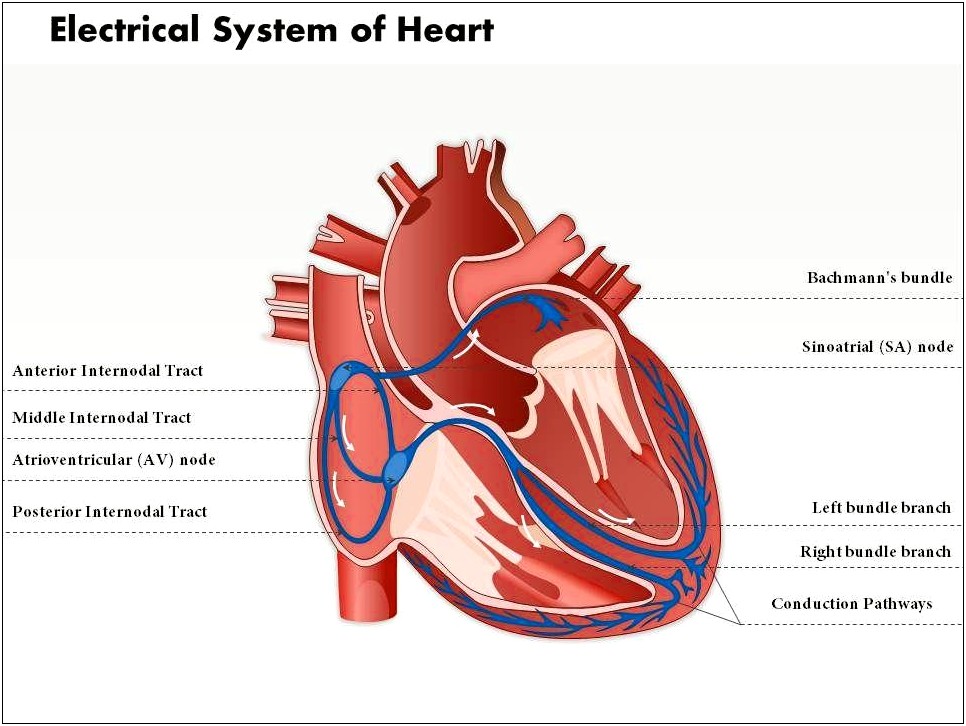 Human Heart Ppt Template Free Download