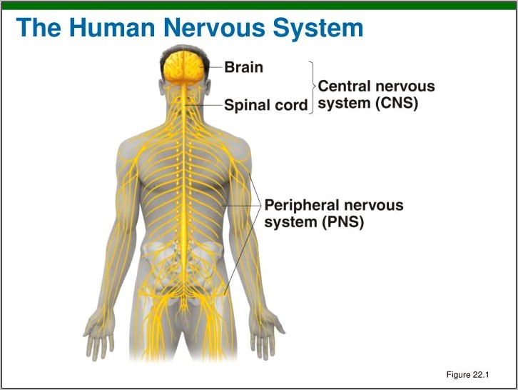 Nervous System Powerpoint Templates Free Download