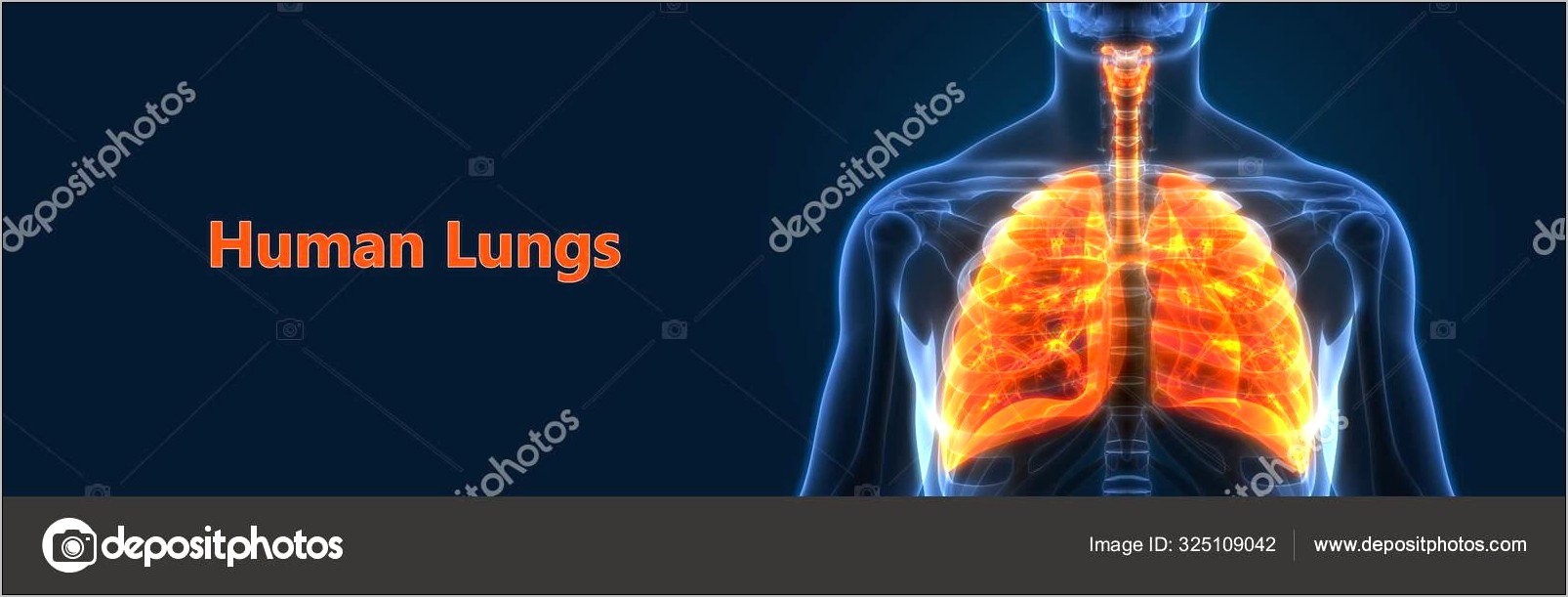 Respiratory System Powerpoint Templates Free Download