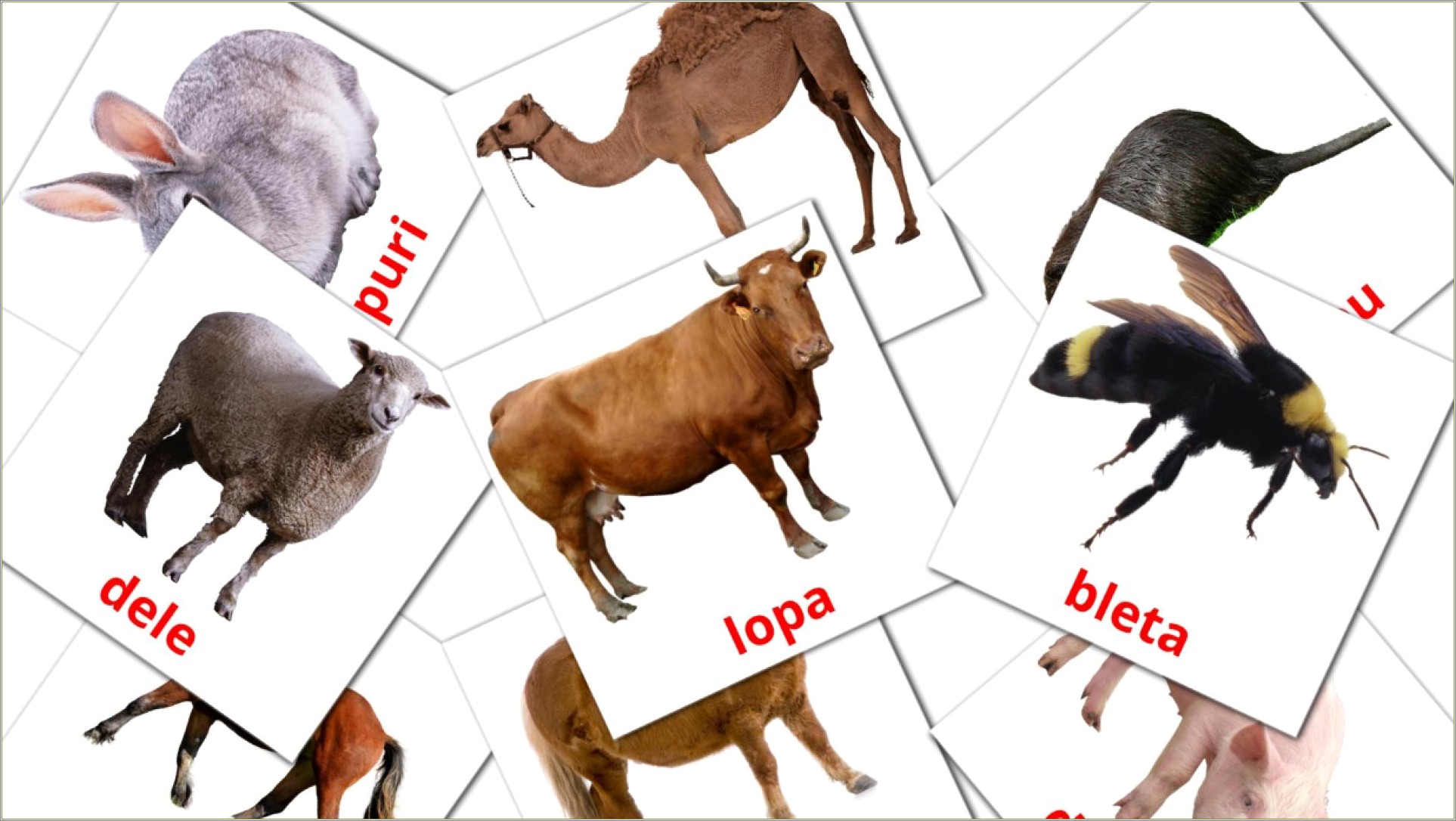 Farm Animal Flash Card Templates Free