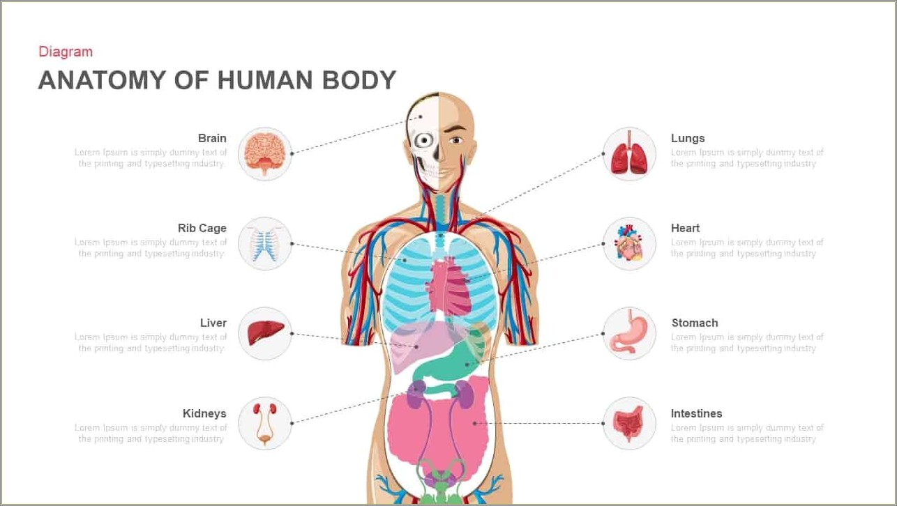 Free Central Nervous System Powerpoint Templates