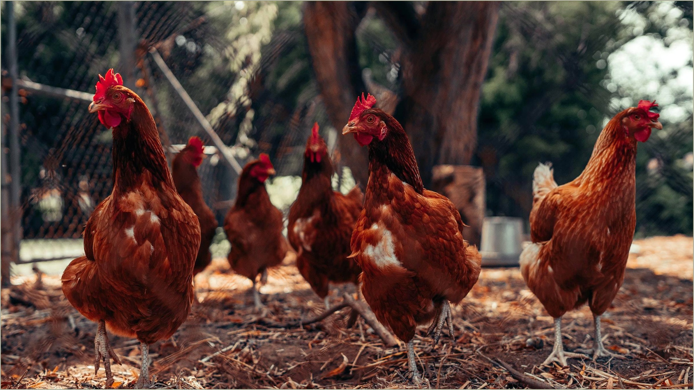 Free Poultry Farming Business Plan Template
