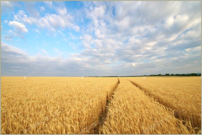 After Effects Templates Free Download 3d Wheat Field