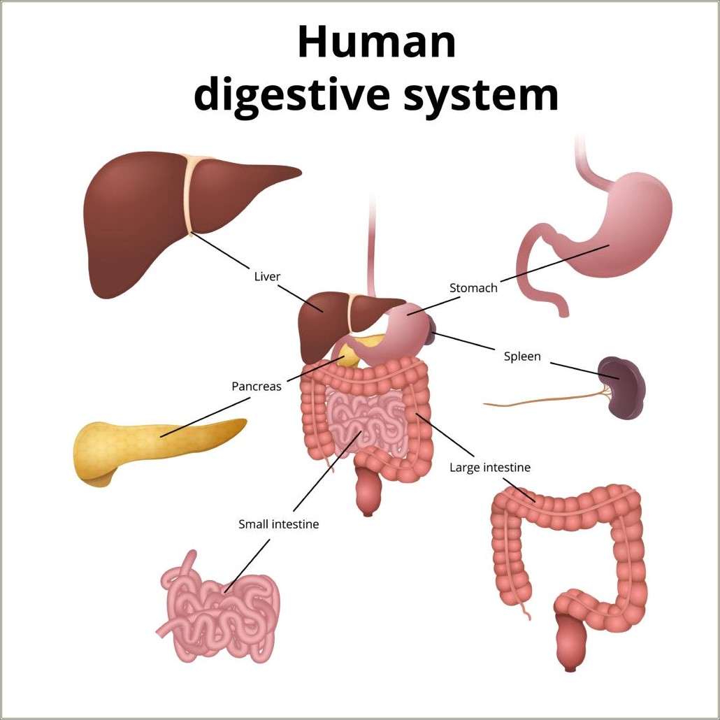 Aged Digestive System Powerpoint Template Free Download