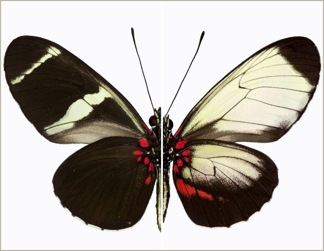 Free Printable Large Butterflywith Larger Bottom Wings Template