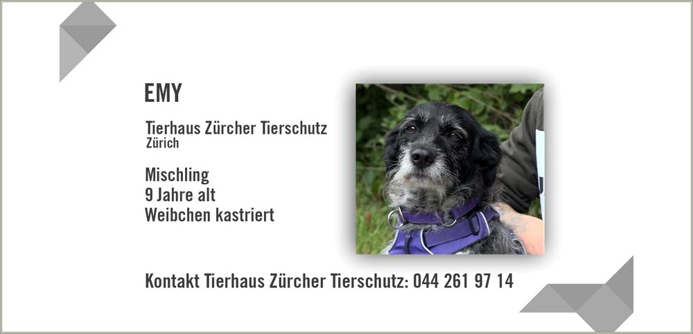 Free Printable Template Service Dog Id Cards