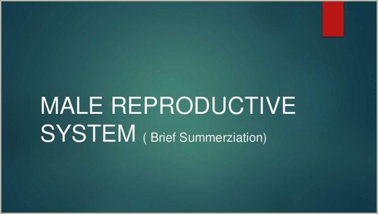 Male Reproductive System Ppt Template Free Download