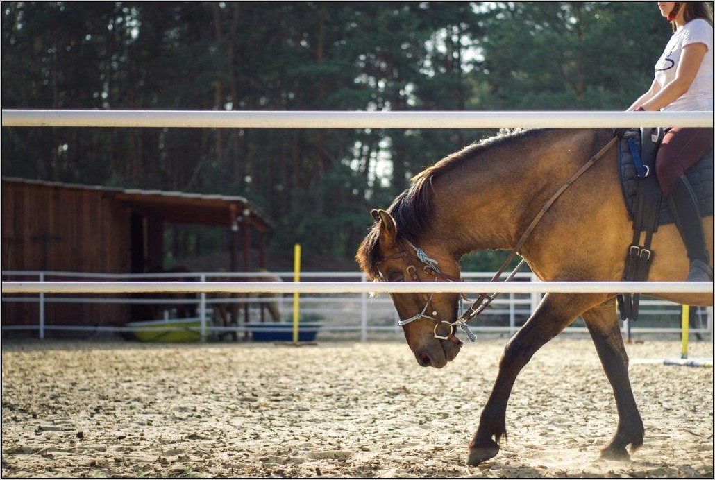 Horse Riding Instructor Resume Sample